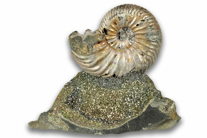 Iridescent, Pyritized Ammonite (Quenstedticeras) Fossil Display #324247